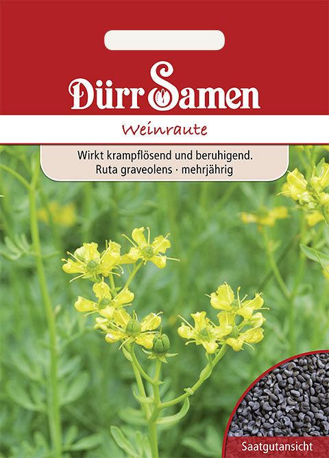 Dürr Samen Weinraute