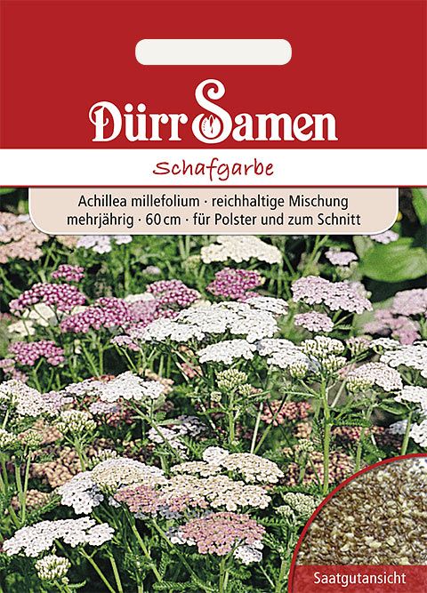 Dürr Samen Schafgarbe