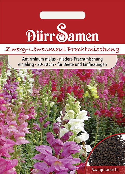 Dürr Samen Zwerg-Löwenmaul einjährig, 20-30cm