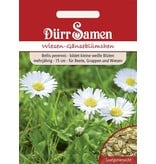 Dürr Samen Wiesen-Gänseblümchen weiß, zweijährig, 15cm