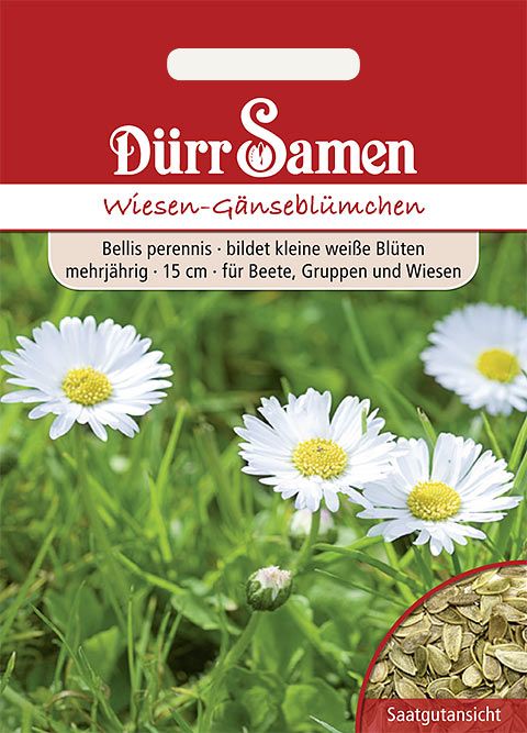 Dürr Samen Wiesen-Gänseblümchen weiß, zweijährig, 15cm