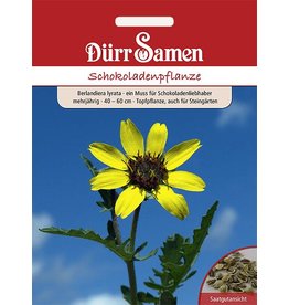Dürr Samen Schokoladenpflanze Gelb mit Schokoladenduft, mehrjährig, 40–60cm