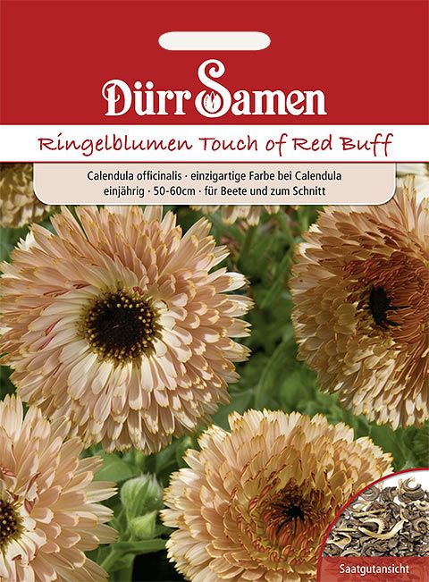 Dürr Samen Ringelblumen  Touch of Red Buff, einjährig, 50-60cm