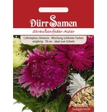 Dürr Samen Straußenfeder-Aster