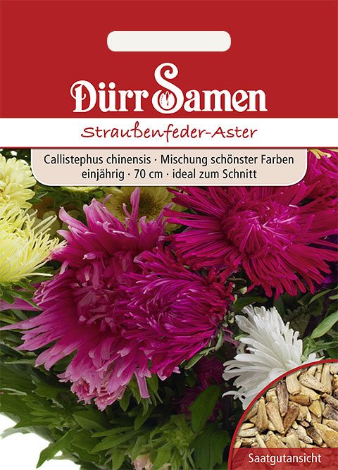 Dürr Samen Straußenfeder-Aster