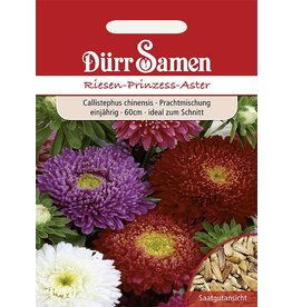 Dürr Samen Riesen-Prinzess-Aster Prachtmischung, einjährig, 60cm