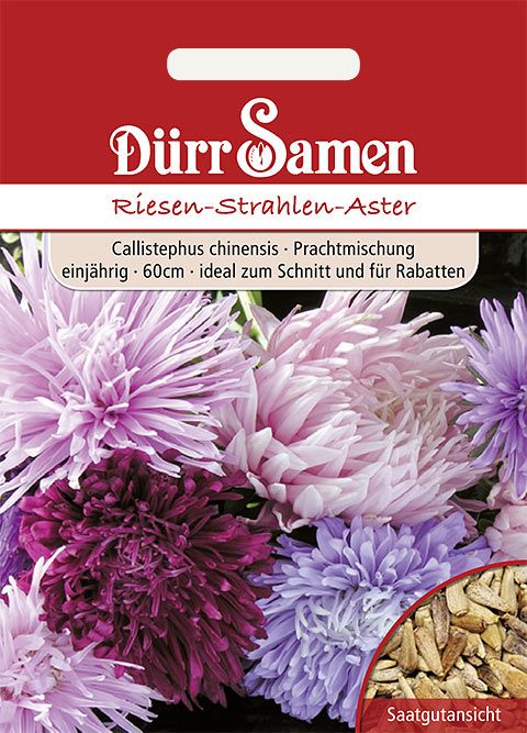 Dürr Samen Riesen-Strahlen-Aster Prachtmischung, einjährig, 60cm