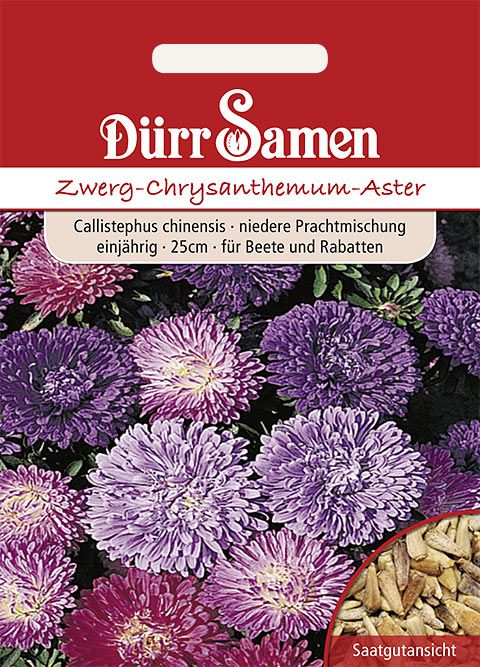 Dürr Samen Zwerg-Astern Mischung