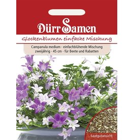 Dürr Samen Glockenblume einfache Mischung