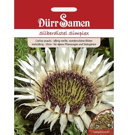 Dürr Samen Silberdistel  Simplex Großtüte, silbrig-weiß, mehrjährig, 20cm