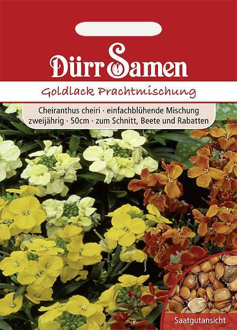 Dürr Samen Goldlack  Prachtmischung, zweijährig, 50cm