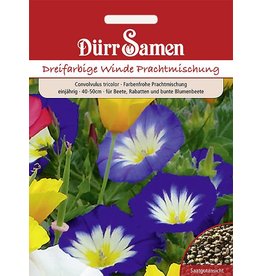 Dürr Samen Convolvulus Dreifarbige Winde Mischung Prachtmischung, einjährig, 40-50cm