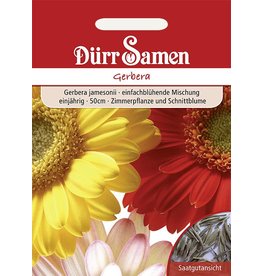 Dürr Samen Gerbera