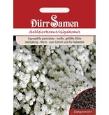 Dürr Samen Schleierkraut Gefüllt weiße Blüten, mehrjährig, 90cm