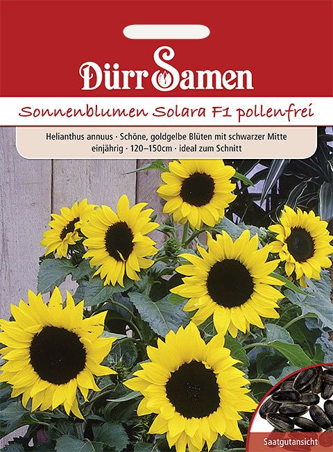 Dürr Samen Sonnenblume  Solara F1, goldene Blüten mit schwarzer Mitte, einjährig, 120–150cm