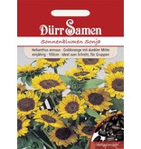 Dürr Samen Sonnenblume  Sonja, goldorange mit dunkler Mitte, einjährig, 100cm