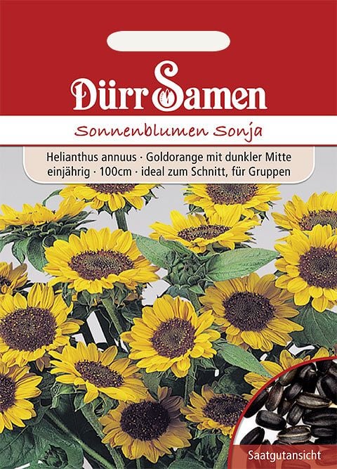 Dürr Samen Sonnenblume  Sonja, goldorange mit dunkler Mitte, einjährig, 100cm