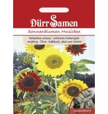 Dürr Samen Sonnenblume  Musicbox, Prachtmischung, einjährig, 75cm