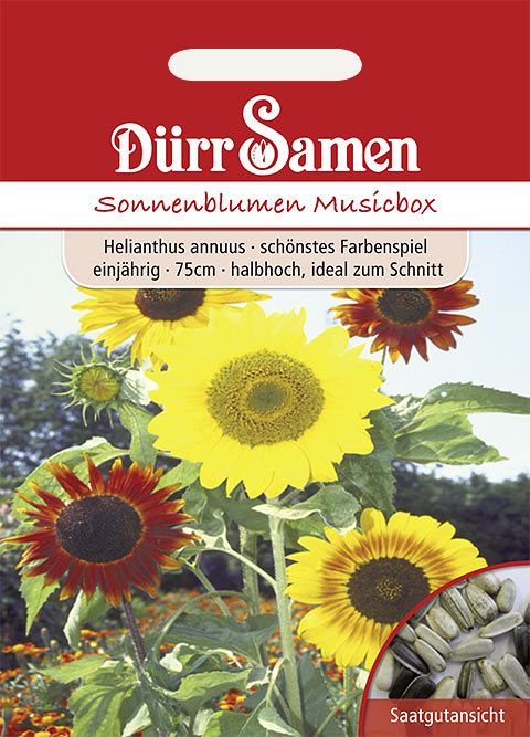 Dürr Samen Sonnenblume  Musicbox, Prachtmischung, einjährig, 75cm