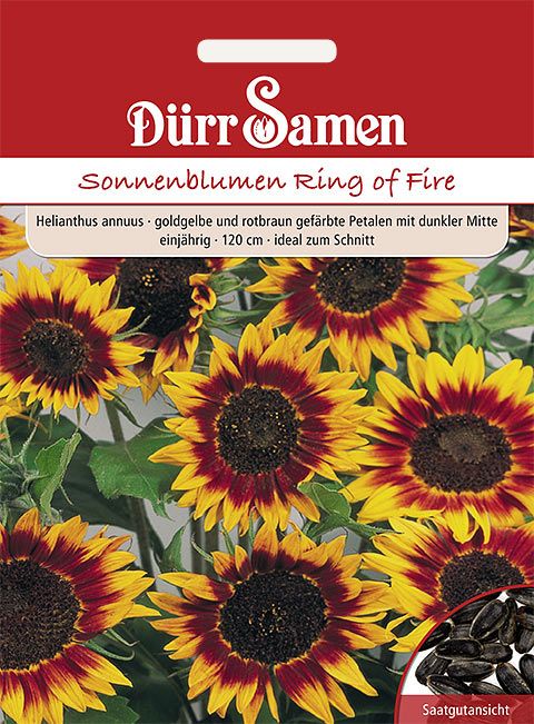 Dürr Samen Sonnenblume  Ring of Fire, goldgelbe und rotbraune Petalen mit dunkler Mitte, einjährig, 120cm