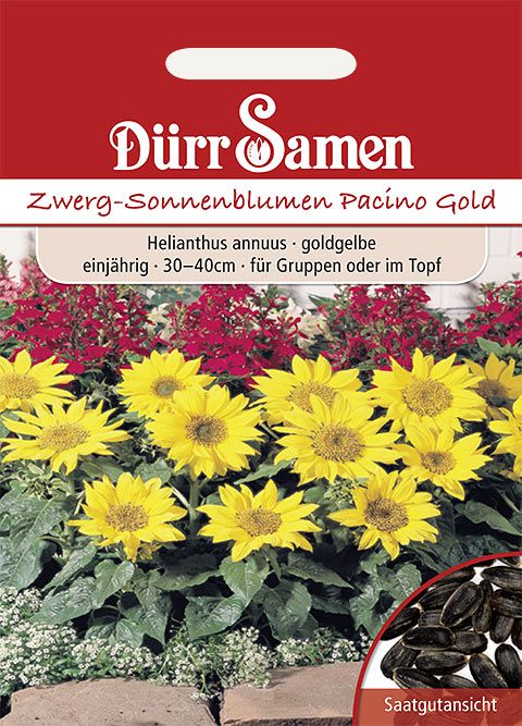 Dürr Samen Sonnenblume Pacino Gold, goldgelbe Blüten, einjährig, 40cm