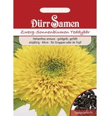 Dürr Samen Sonnenblume  Teddybär, goldorange gefüllt, einjährig, 40cm