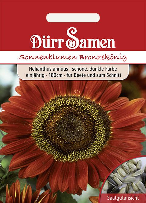 Dürr Samen Sonnenblume  Bronzekönig, schöne dunkle Farbe, einjährig, 180cm