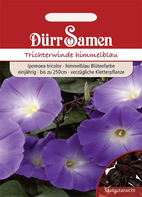 Dürr Samen Trichterwinde  Himmelblau, einjährig, 250cm