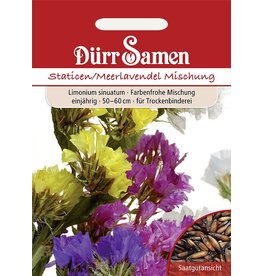 Dürr Samen Statice  Prachtmischung, einjährig, 60cm