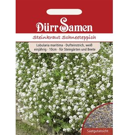 Dürr Samen Steinkraut  Schneeteppich, weiß, einjährig, 10cm