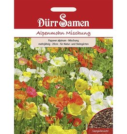 Dürr Samen Alpenmohn  Mischung, mehrjährig, 20cm