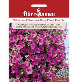 Dürr Samen Petunien  Purple Wave F1, einjährig, 100cm