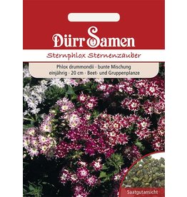 Dürr Samen Sternphlox Mischung, einjährig, 20cm