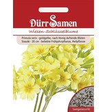 Dürr Samen Wiesen-Schlüsselblume Goldgelbe nach Honig duftende Blüten, mehrjährig, 20cm