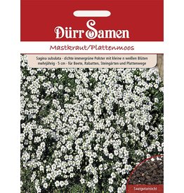 Dürr Samen Sagina Mastkraut/Plattenmoos Kleine weiße Blüten, mehrjährig, 5cm