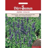 Dürr Samen Salvia horminum Victoria Victoria, tiefblau, einjährig, 60cm