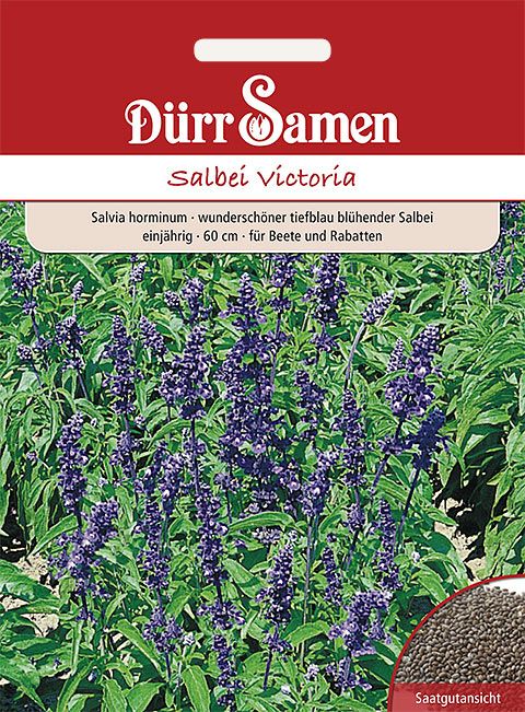 Dürr Samen Salvia horminum Victoria Victoria, tiefblau, einjährig, 60cm