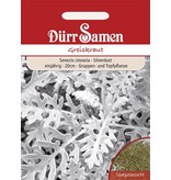 Dürr Samen Greiskraut Silberfarbene Blüten, einjährig, 20cm