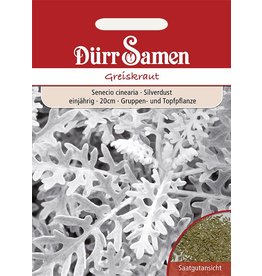 Dürr Samen Greiskraut Silberfarbene Blüten, einjährig, 20cm