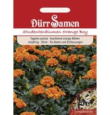 Dürr Samen Studentenblumen  Orange Boy, orange, einjährig, 20cm