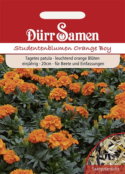 Dürr Samen Studentenblumen  Orange Boy, orange, einjährig, 20cm