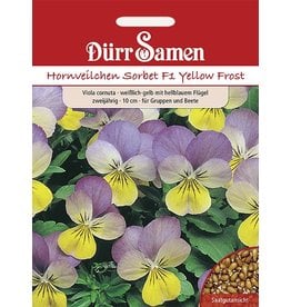 Dürr Samen Hornveilchen  Sorbet F1 Yellow Frost F1, weißlich-gelb mit hellblauem Flügel, zweijährig, 10cm