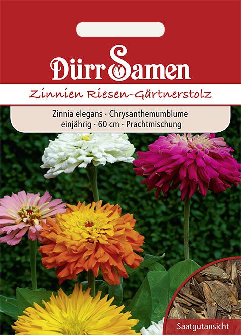 Dürr Samen Zinnien  Riesen-Gärtnerstolz, einjährig, 60cm