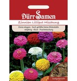 Dürr Samen Zinnien  Lilliput, Prachtmischung, einjährig, 45cm