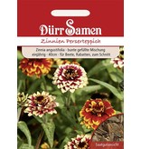 Dürr Samen Zinnien  Perserteppich, bunte gefüllte Mischung, einjährig, 40cm