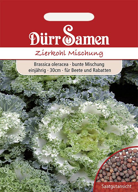 Dürr Samen Zierkohl Bunte Mischung, einjährig, 30cm