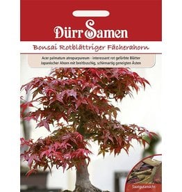 Dürr Samen Bonsai-Samen  Rotblättriger Fächerahorn,