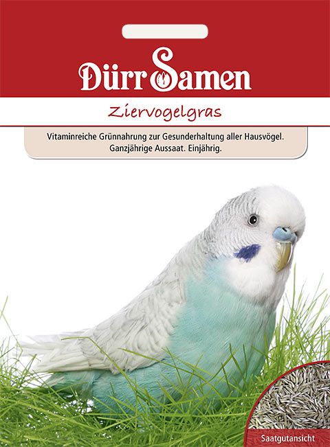 Dürr Samen Ziervogelgras