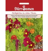 Dürr Samen Blumenmischung Traumgarten rote Töne, einjährig, 50–80cm