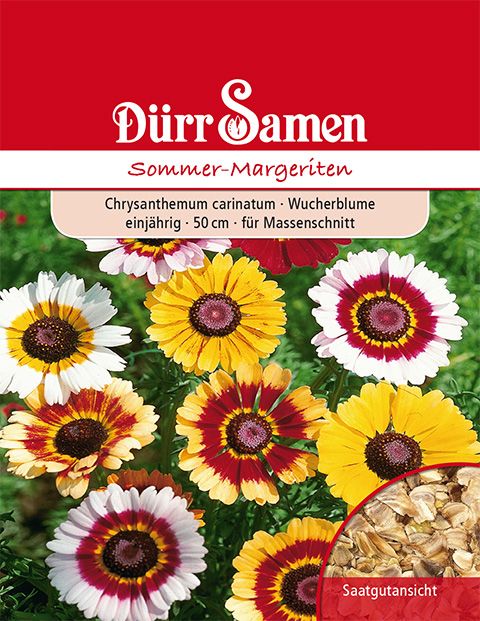 Dürr Samen Sommer-Margeriten